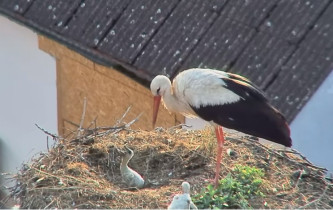 Obraz podglądu z kamery internetowej Storks Dubné